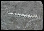 Archimedes Screw Bryozoan Fossil - Illinois #57890-1